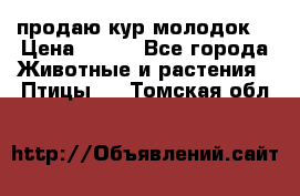 продаю кур молодок. › Цена ­ 320 - Все города Животные и растения » Птицы   . Томская обл.